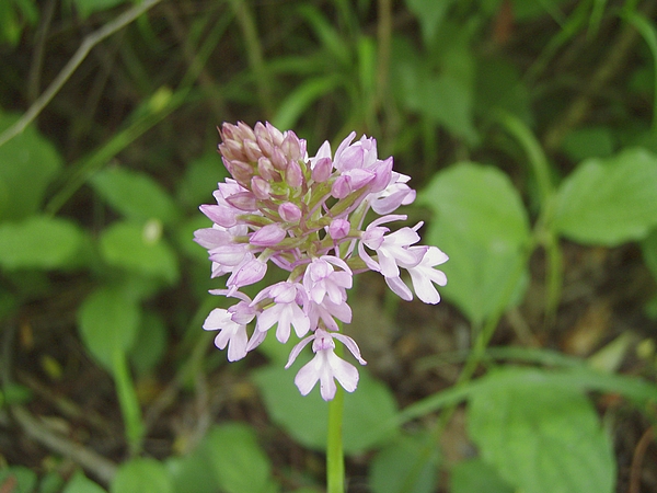 Anacamptis pyramidalis, Ophrys apifera, Orchis coriophora